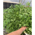 Assorted Herbs