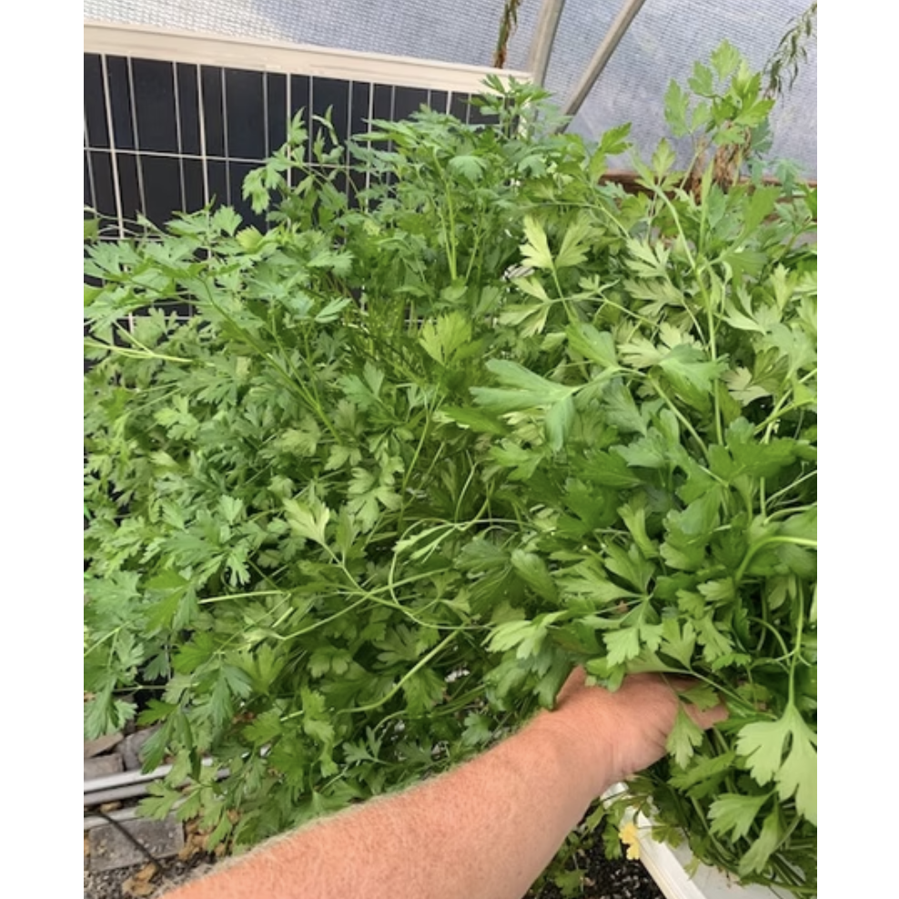 Assorted Herbs
