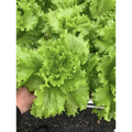 Muir Lettuce