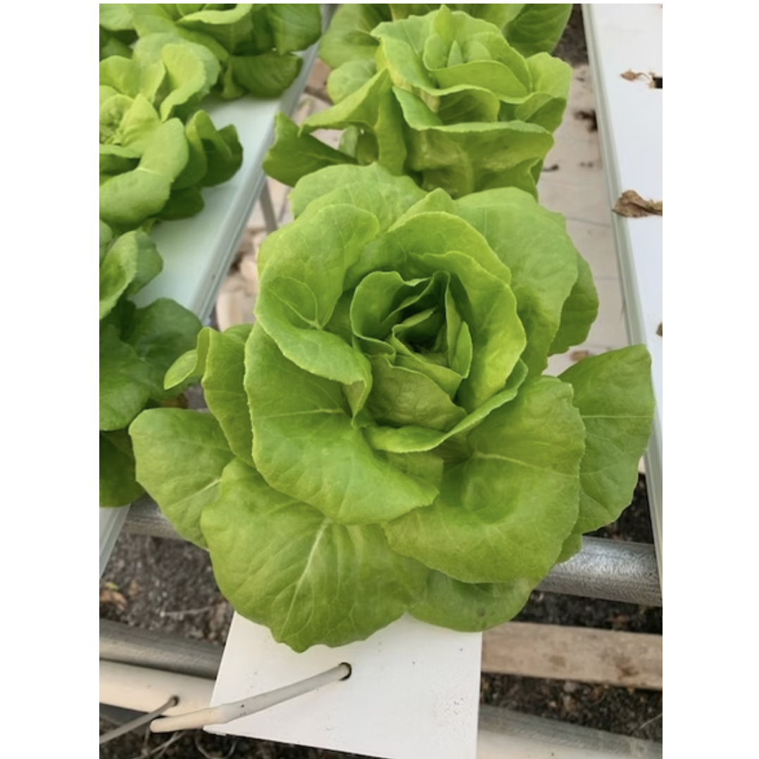 Rex Lettuce