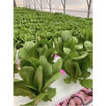 Romaine Lettuce