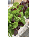 Salad Mix
