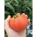 Tomatoes