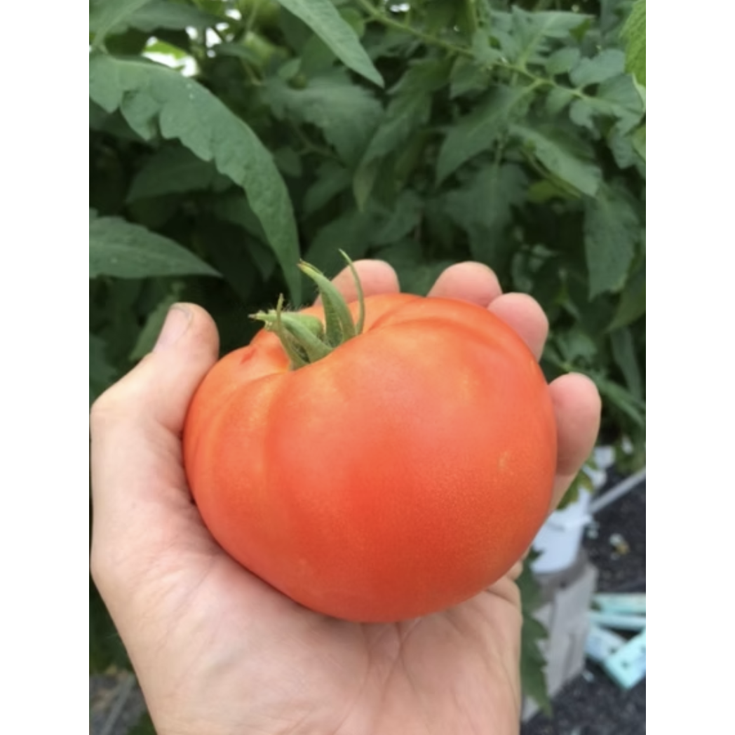 Tomatoes